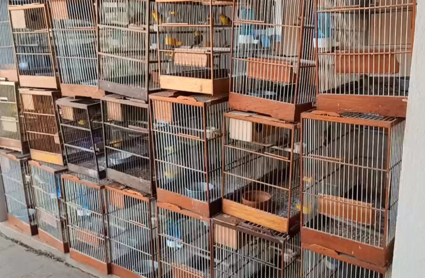 CRIME AMBIENTAL: Homem mantinha 109 aves silvestres em cativeiro